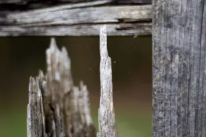 Image of a rotted fence